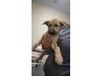 Adopt 2024-05-098 a Shepherd, Pit Bull Terrier