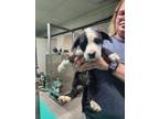 Adopt 2024-05-100 a Shepherd, Pit Bull Terrier