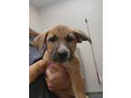 Adopt 2024-05-097 a Shepherd, Pit Bull Terrier