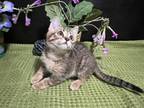 Adopt Chicky a Tabby, Domestic Short Hair