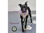 Adopt 24-05-1497 Dymond a Pit Bull Terrier