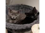 Adopt Gambit and Siryn a Domestic Medium Hair, Domestic Short Hair