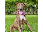 Adopt Raspberry a Mixed Breed