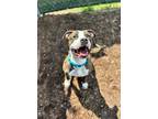Adopt Split a American Pit Bull Terrier / Mixed dog in Vineland, NJ (41445242)