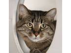 Adopt Rory -- Bonded Buddy With Toby a Domestic Short Hair