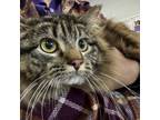 Adopt Jenny-- Bonded Buddy With Pollo a Domestic Long Hair