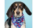 Adopt Belle a Bluetick Coonhound, Mixed Breed