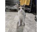 Adopt Autumn a Domestic Short Hair