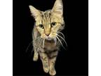 Adopt Nunu a Domestic Short Hair