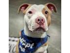 Adopt Miss Piggy a Pit Bull Terrier, Mixed Breed