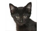 Adopt Washers a Domestic Short Hair