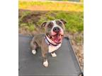 Adopt Oscar Mayer a Mixed Breed (Medium) / Mixed dog in Vineland, NJ (41296134)