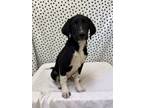 Adopt Abercrombie a Mixed Breed