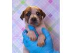 Adopt Ava a Beagle, Mixed Breed