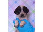 Adopt Bailey a Beagle, Parson Russell Terrier