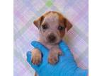 Adopt Bianca a Beagle, Parson Russell Terrier
