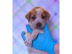 Adopt Bernice a Beagle, Parson Russell Terrier