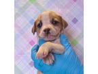 Adopt Blair a Beagle, Parson Russell Terrier