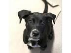 Adopt Harmony a Pit Bull Terrier