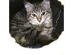 Adopt Bonnet a Manx