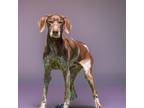 Adopt Doak a German Shorthaired Pointer / Mixed dog in Sebastian, FL (41467576)