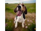 Adopt Bruno a Foxhound / Treeing Walker Coonhound / Mixed dog in Sebastian