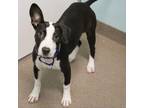 Adopt Barbie a Pit Bull Terrier