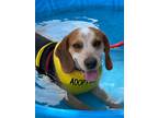 Adopt Copper a Beagle / Mixed dog in Sebastian, FL (41458261)