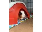 Adopt Tiana a Guinea Pig