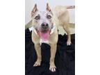 Adopt Gwen a Pit Bull Terrier, Mixed Breed