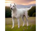 Adopt Ollie a Mixed Breed (Medium) / Mixed dog in Sebastian, FL (39850691)