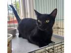 Adopt Abyss a Domestic Short Hair