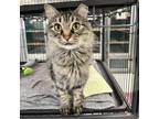Adopt Zoey a Domestic Long Hair