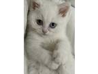 Adopt Halloumi a British Shorthair cat in Annapolis, MD (41467571)