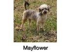Adopt Mayflower a Australian Shepherd, Poodle