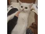 Adopt Havarti a British Shorthair cat in Annapolis, MD (41467188)