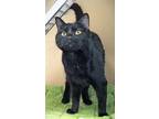 Adopt Vladamire (Smitten Kitten) a Domestic Short Hair