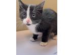 Adopt Scully a Domestic Short Hair