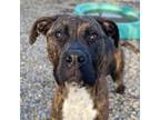 Adopt RITA a Mastiff, Mixed Breed