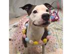 Adopt SHARON a Pit Bull Terrier