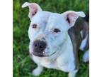 Adopt GORGEOUS a Pit Bull Terrier, Mixed Breed