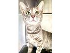 Adopt Strawberry a Domestic Short Hair