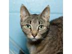 Adopt Ellie a Domestic Short Hair