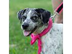 Adopt Chimera a Coonhound, Mixed Breed