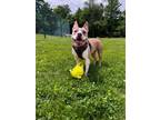 Adopt Isabell a Boston Terrier, Pit Bull Terrier