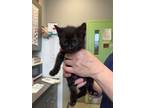 Adopt Marlene a Domestic Short Hair