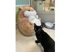 Adopt Midge a Domestic Short Hair