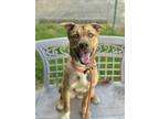 Adopt Curlywurly a Shepherd, Mixed Breed
