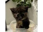 Adopt Pam a Domestic Short Hair