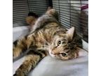 Adopt Naomi a Domestic Short Hair